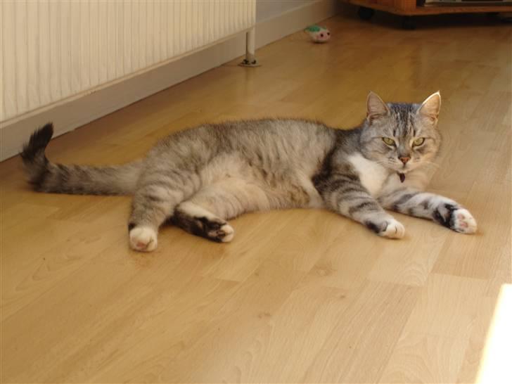 Huskat Bisse Misse R.I.P. 281210 billede 10