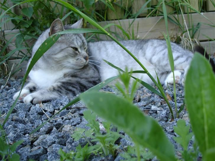 Huskat Bisse Misse R.I.P. 281210 - sommer 09. billede 11