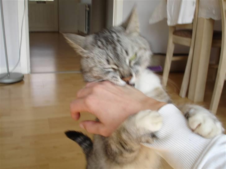 Huskat Bisse Misse R.I.P. 281210 - HAPS!! billede 12