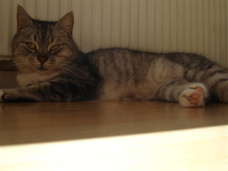 Huskat Bisse Misse R.I.P. 281210 - MIIIN mus!! billede 13