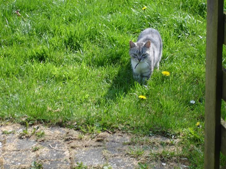 Huskat Bisse Misse R.I.P. 281210 billede 14