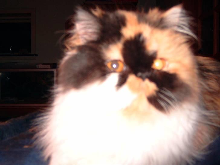 Perser carlkats ann billede 2