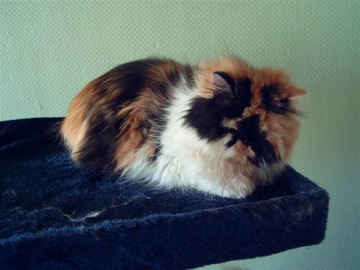Perser carlkats ann billede 3