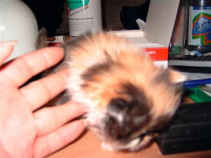 Perser carlkats ann billede 5