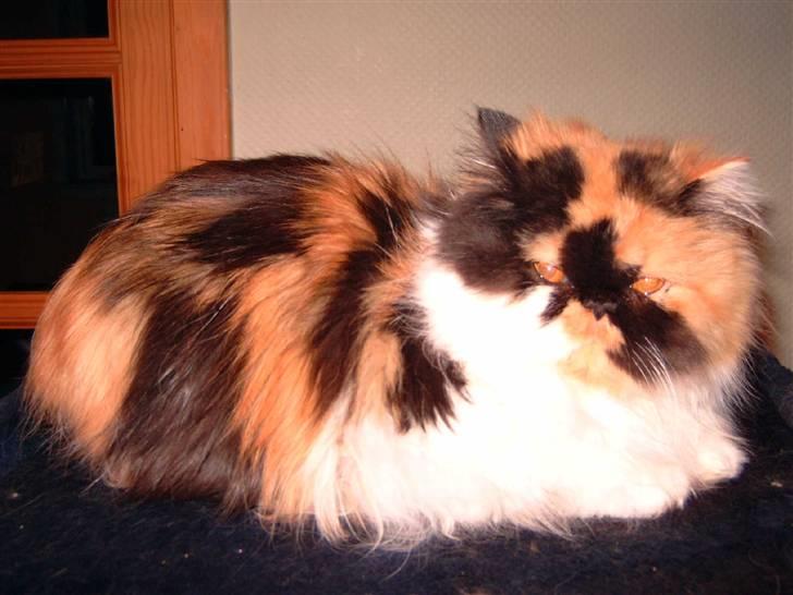 Perser carlkats ann billede 6