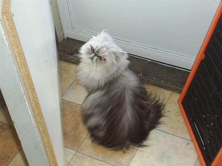 Perser Well-Done´s Sofus  billede 20