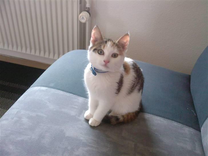 Blanding af racer Taisi - er hun ikke dejlig  billede 1