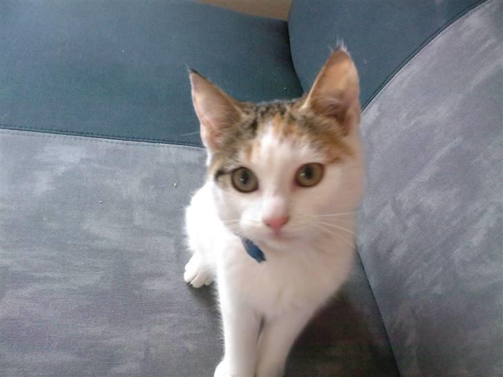 Blanding af racer Taisi - min lille kat billede 2