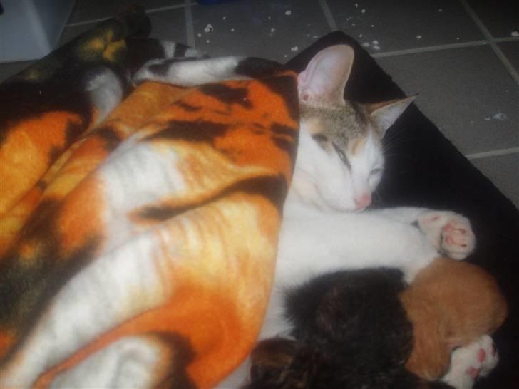 Blanding af racer Taisi - den stolte mor er træt efter og har født tre dejlige killinger billede 3