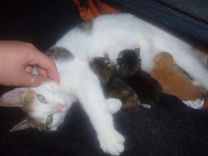 Blanding af racer Taisi - hehe er de ikke søde kun få timer gamle billede 4