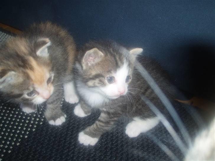 Blanding af racer Taisi - de to små er ved og blive stor nu 3 uger gamle  billede 5