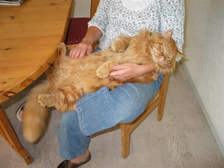 Maine Coon Krammedyret Dusty Dundee - Tid til en slapper billede 20