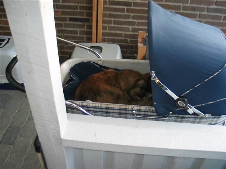 Maine Coon DK Krammedyret Aronja - Snupper lige en lur billede 11