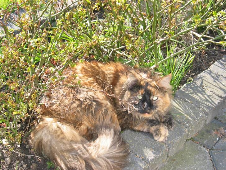 Maine Coon DK Krammedyret Aronja - Der er ikke meget skygge ved de her roser. billede 12