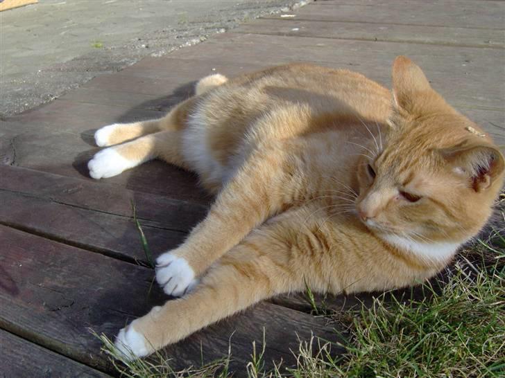 Huskat alfi <3 (nye billeder) - sommer 08 billede 13