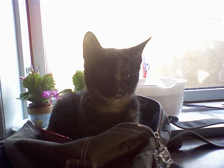 Blanding af racer Talia billede 18