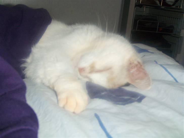 Blanding af racer Amanda R.I.P savner dig  billede 10