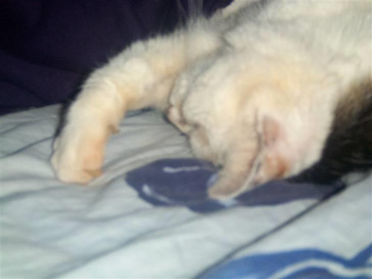 Blanding af racer Amanda R.I.P savner dig  - nåårh... hvor er hun sød billede 11