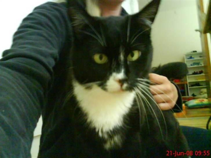 Huskat mimmika (mikapigen) R.I.P billede 7