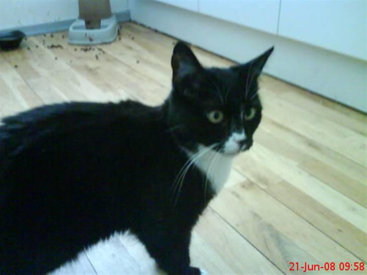 Huskat mimmika (mikapigen) R.I.P billede 8