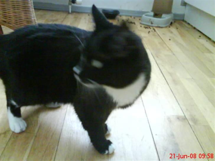 Huskat mimmika (mikapigen) R.I.P billede 9