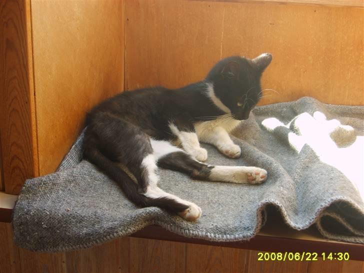 Huskat Lykke. - Efter hun havde være væk i godt og vel en måned. billede 8