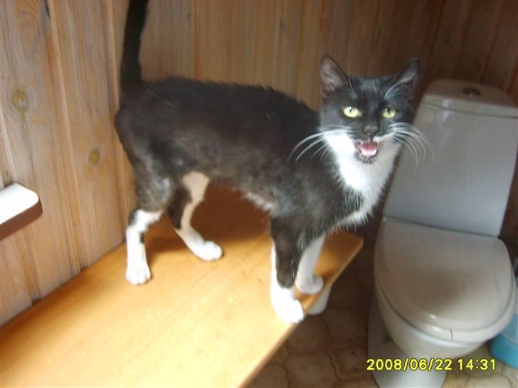 Huskat Lykke. - Efter hun havde være væk i godt og vel en måned. billede 9