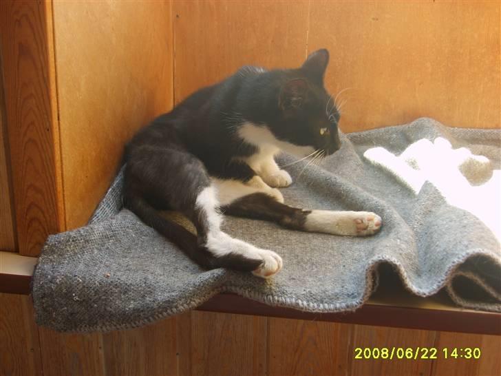 Huskat Lykke. - Efter hun havde være væk i godt og vel en måned. billede 10