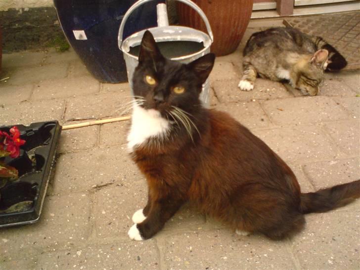 Blanding af racer laydi billede 6