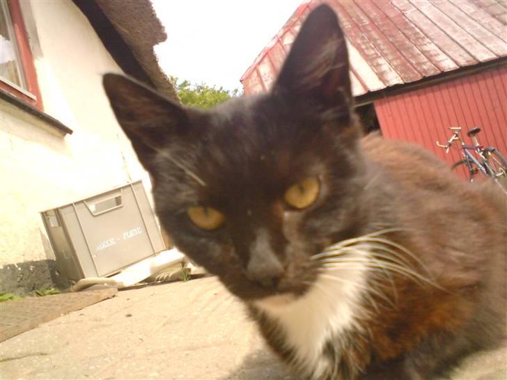 Blanding af racer laydi billede 7