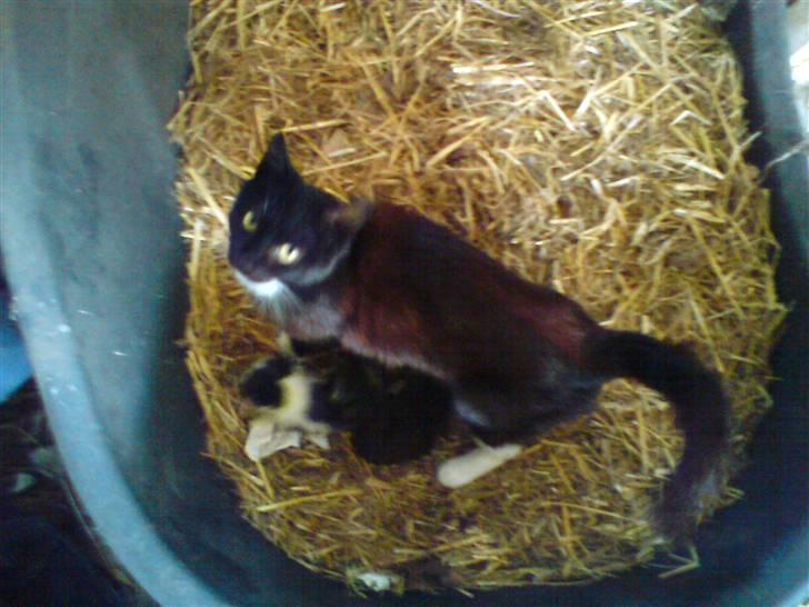 Blanding af racer laydi - det er her er mine killinger og dem er jeg rigtig stolde af billede 8