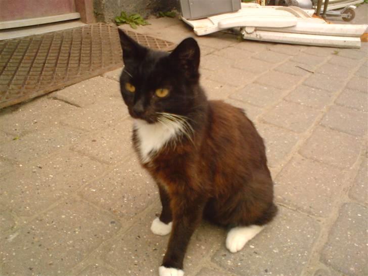 Blanding af racer laydi billede 9