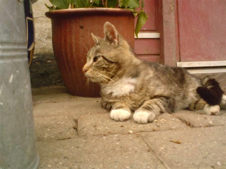 Blanding af racer monkey billede 7