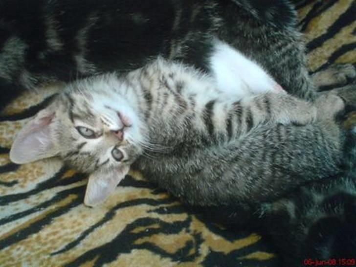 Huskat Soffie billede 9