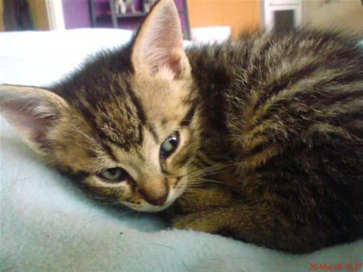 Huskat Soffie billede 10