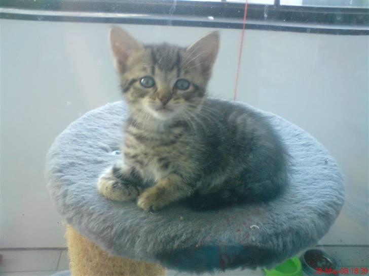 Huskat Soffie billede 11