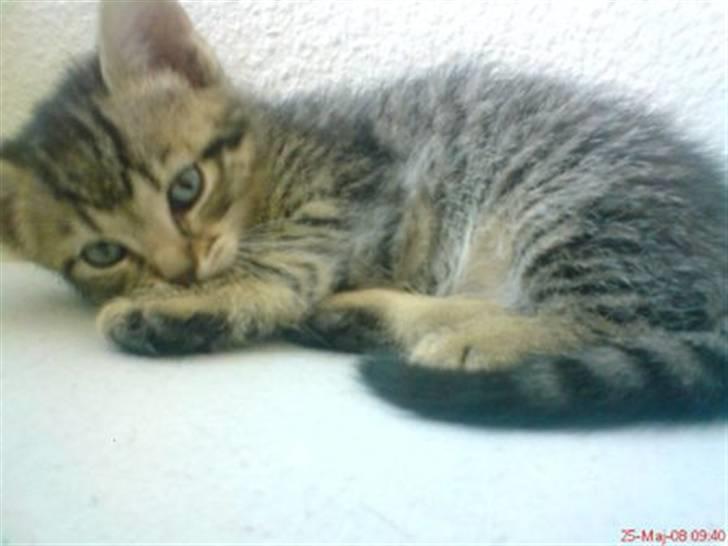 Huskat Soffie billede 12