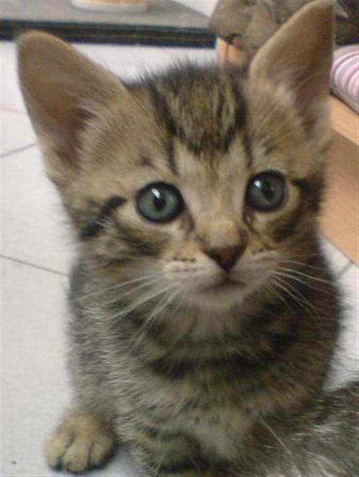 Huskat Soffie billede 13