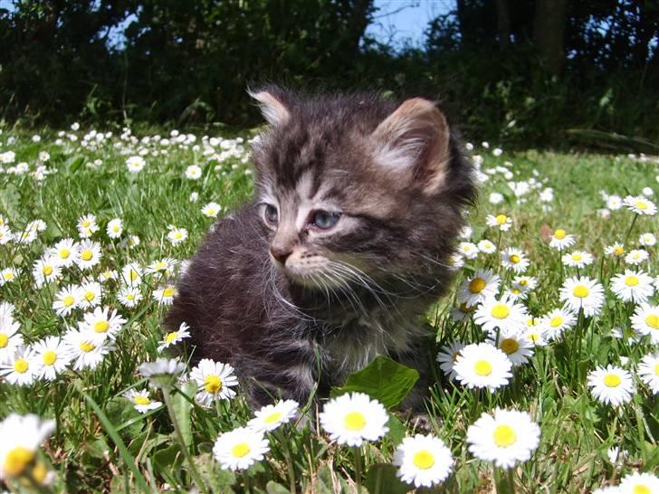 Huskat Mushu billede 1