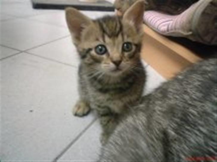 Huskat Soffie billede 14