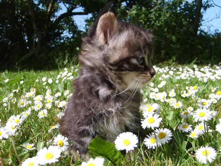 Huskat Mushu billede 2