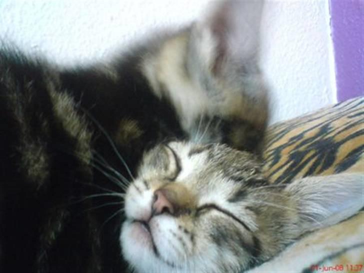 Huskat Soffie billede 15