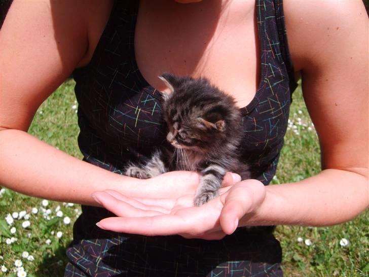 Huskat Mushu billede 3