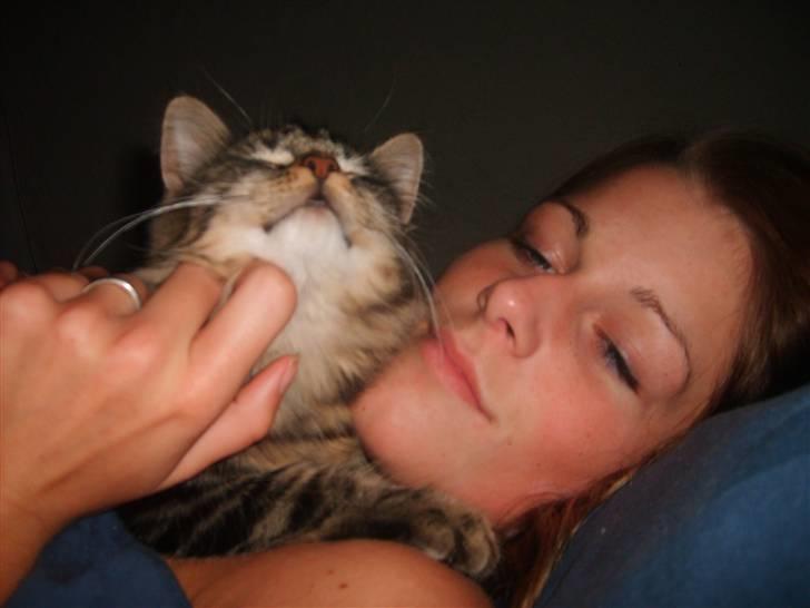 Huskat Mushu billede 4