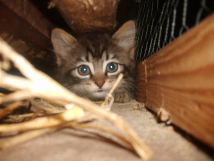 Huskat Mushu billede 5