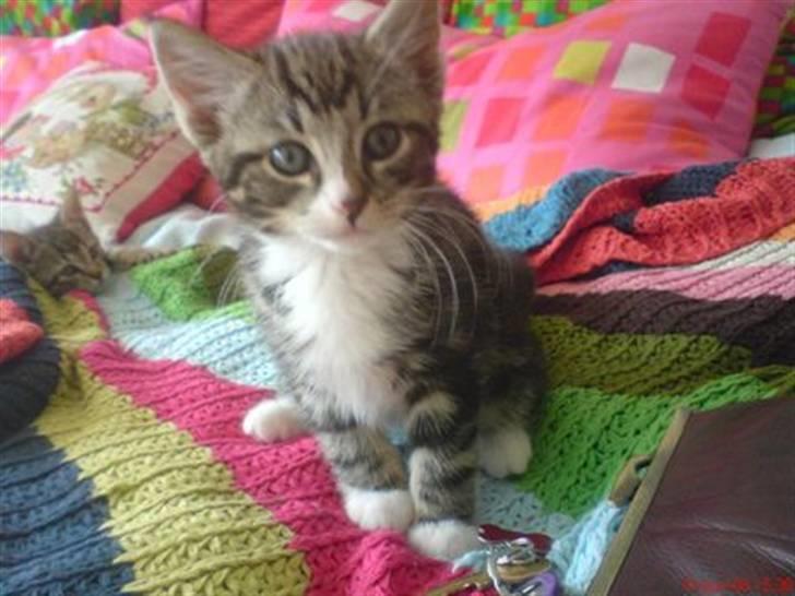 Huskat Max billede 15