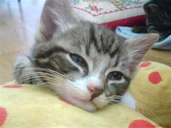 Huskat Max billede 16