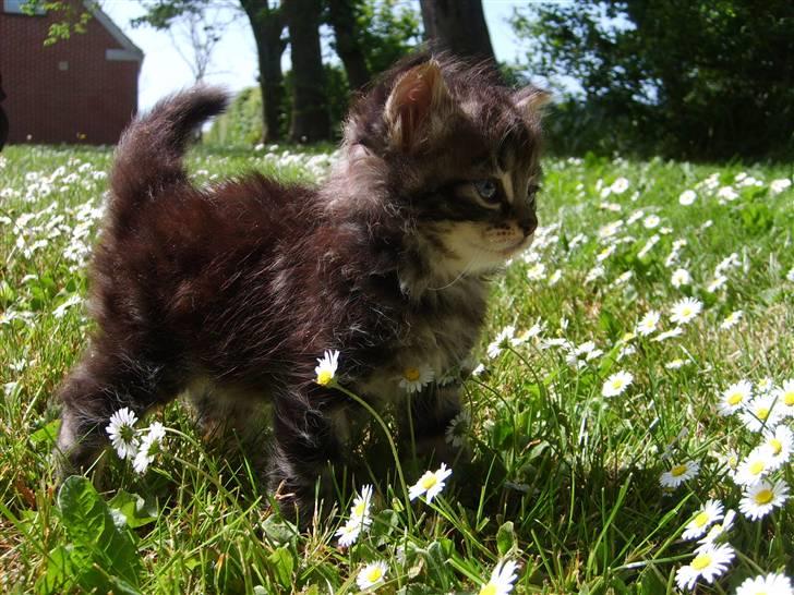 Huskat Mushu billede 6