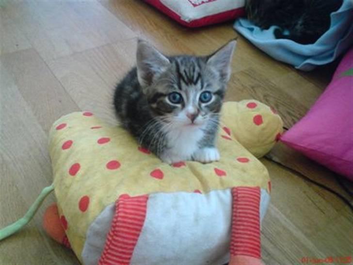 Huskat Max billede 17