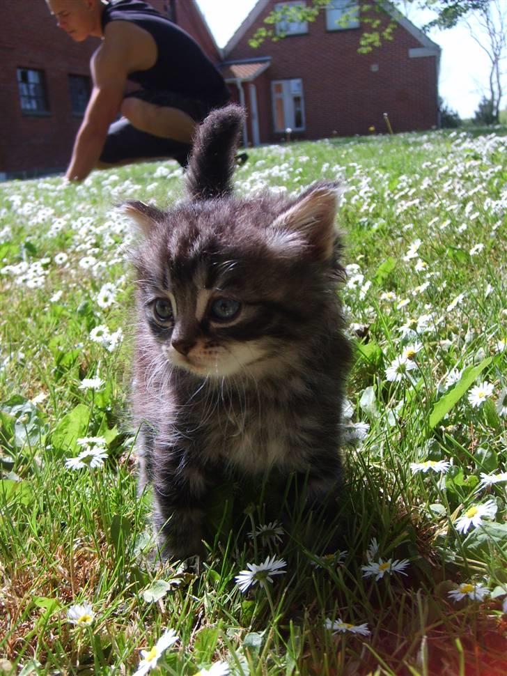 Huskat Mushu billede 7